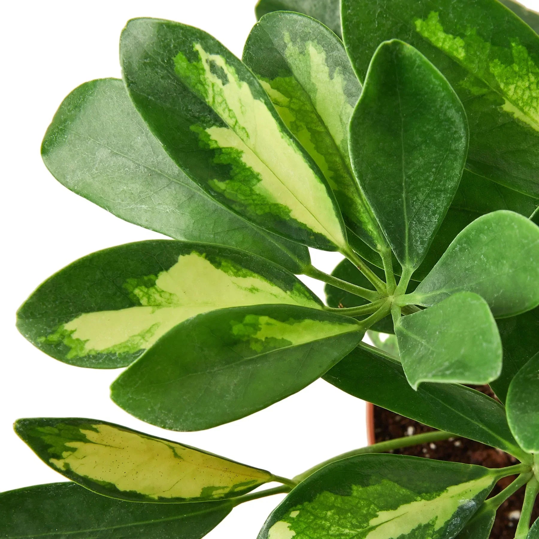 Close-up of a Variegated Schefflera plant with glossy green and creamy yellow leaves.