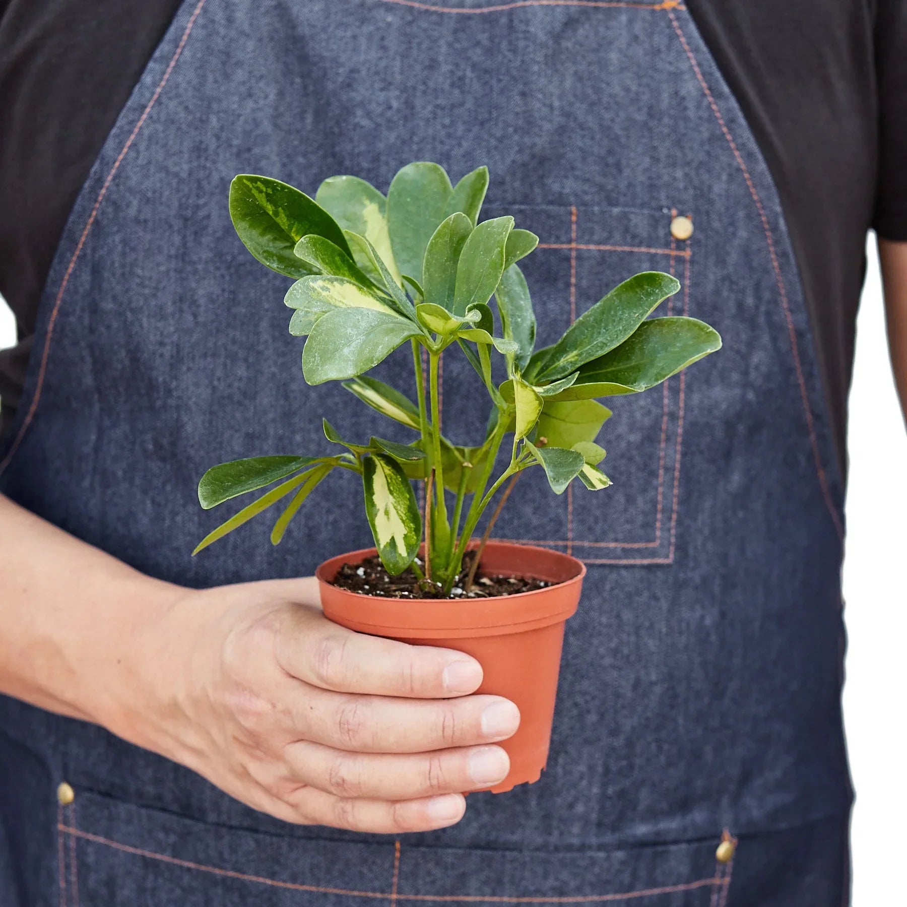 Person in denim apron holding a small potted Variegated Schefflera plant with green and yellow leaves.