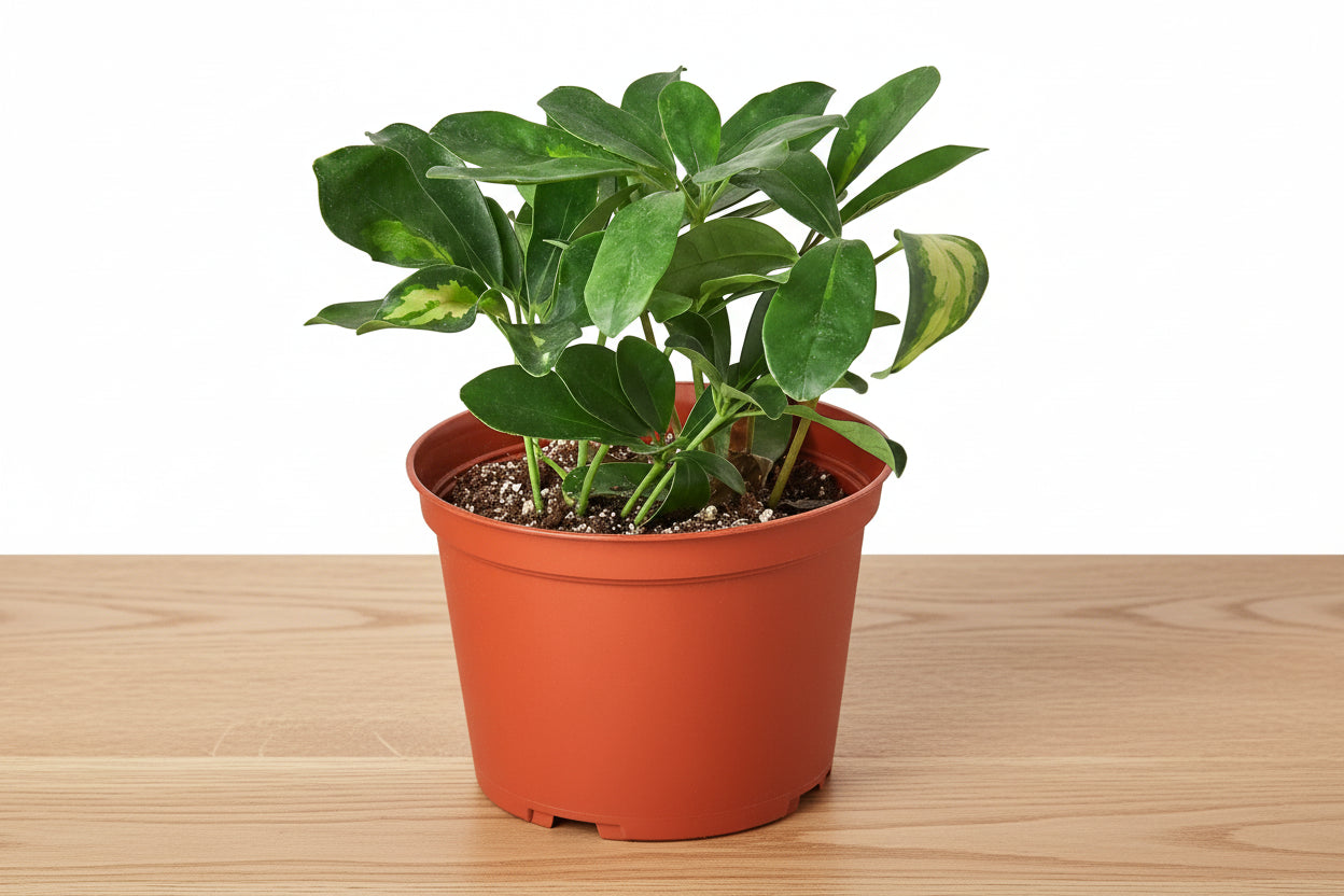 Variegated Schefflera Umbrella Plant in a terracotta pot on a light wood surface.