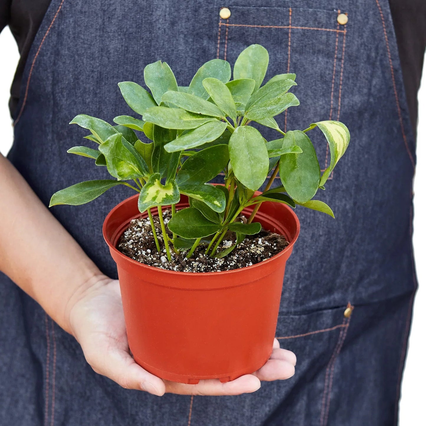 Person in a denim apron holding a small Schefflera Variegated plant in a terracotta pot.