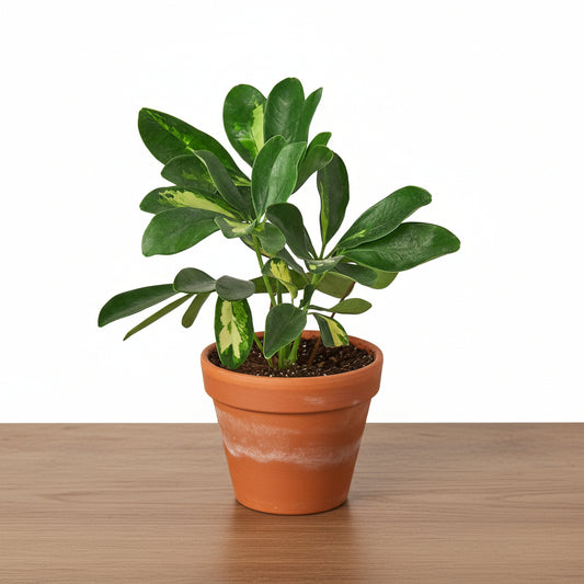 Variegated Schefflera Umbrella Plant in a terracotta pot on a wooden surface.