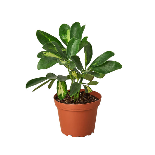 Variegated Schefflera Umbrella Plant with oblong fan like variegated yellow and green leaves in a brown pot.