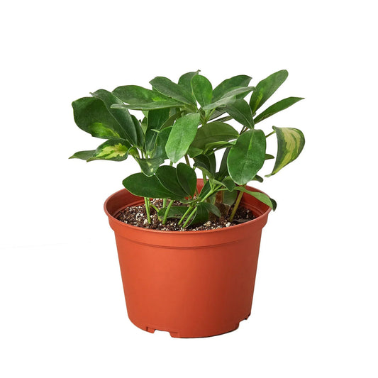 Potted schefflera variegated umbrella tree with oblong fan like green and yellow variegated leaves in a brown pot.