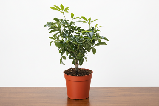 Potted plant with green leaves in a brown pot on a white background