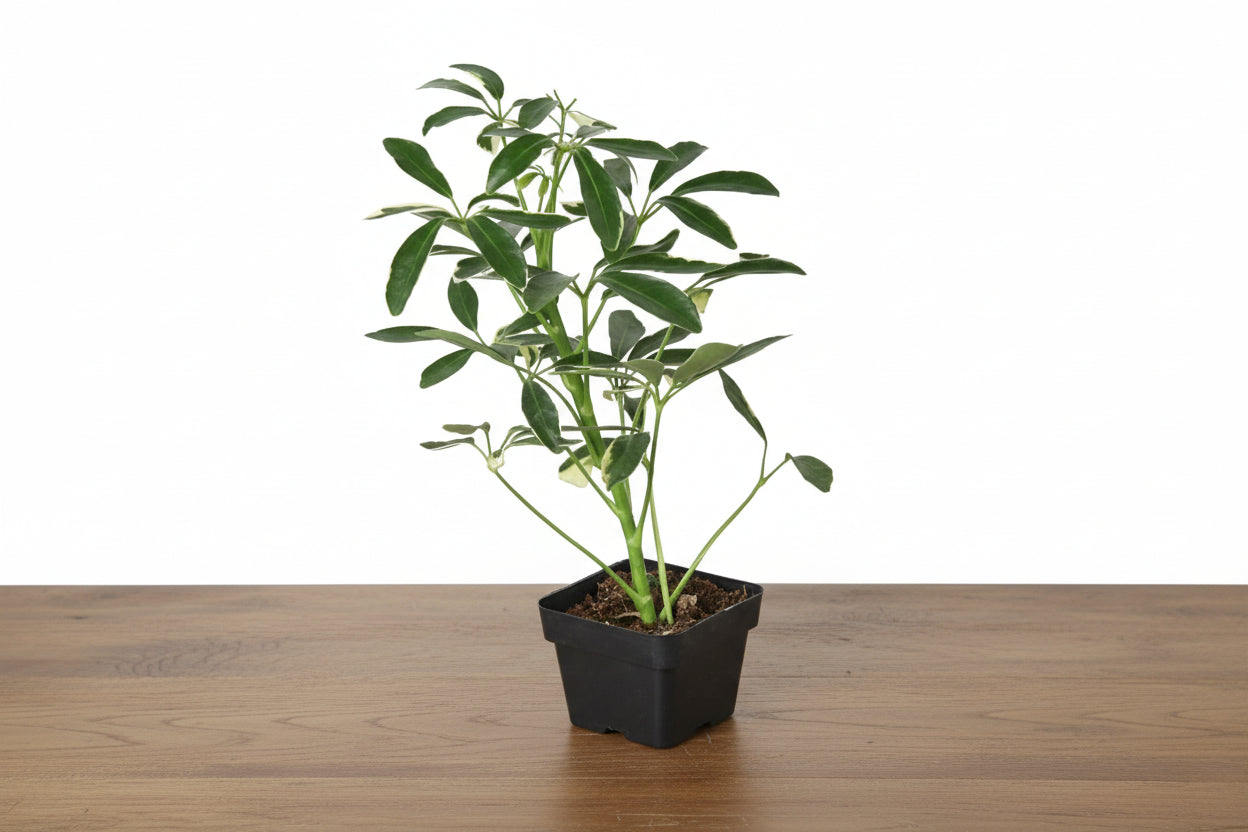 Schefflera Moonlight 'Umbrella Plant' in a black pot, featuring variegated green and creamy yellow leaves.