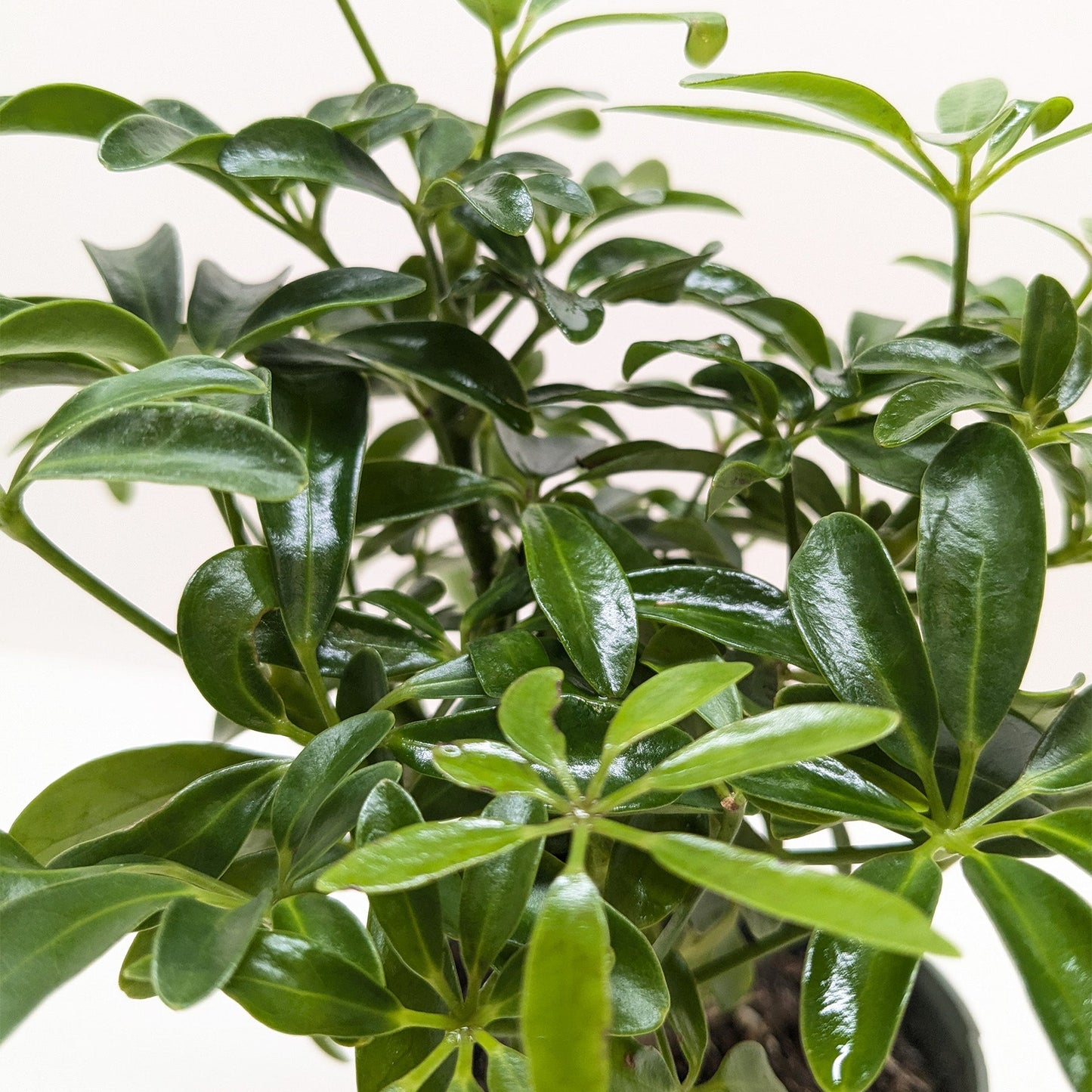 Schefflera Variety Pack — 2 Plants in 4" Pots