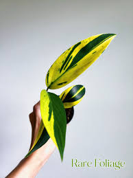 Hand holding a Scindapsus 'Coriaceus' plant with vibrant yellow and dark green variegated leaves.