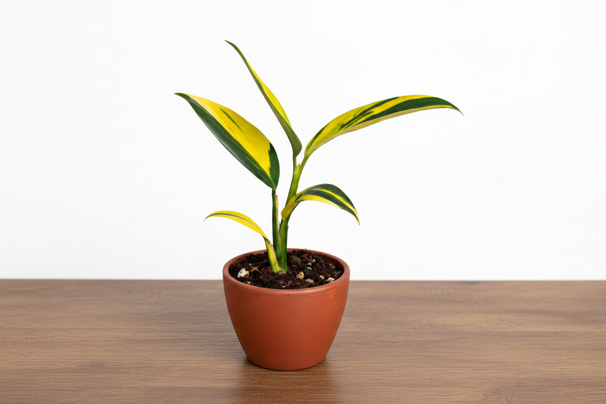 Small Scindapsus 'Coriaceus' plant with variegated green and yellow leaves in a terracotta pot.
