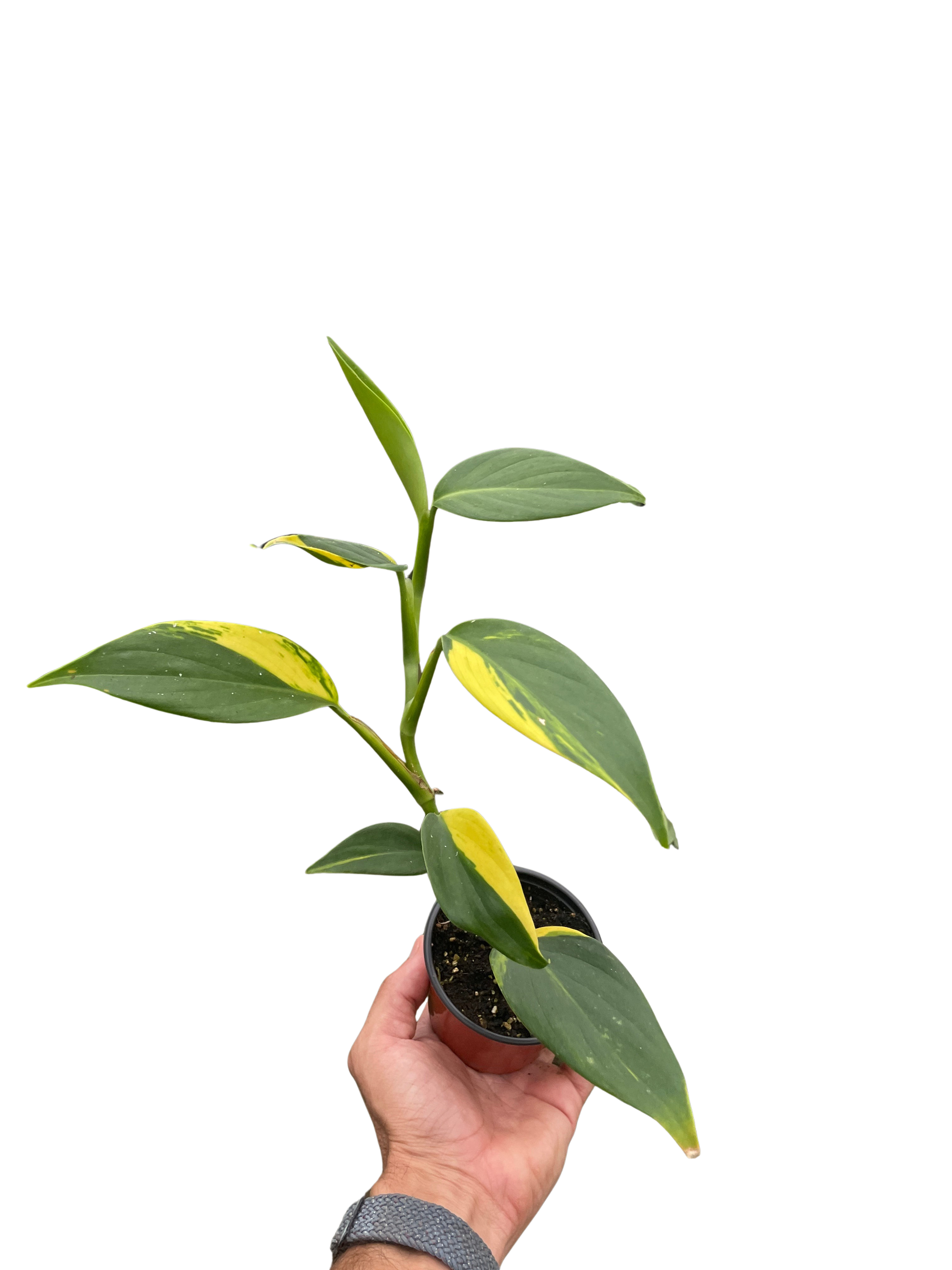 Hand holding a small Scindapsus 'Coriaceus' plant with variegated green and yellow leaves in a brown pot.