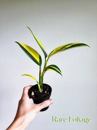 Hand holding a small Scindapsus 'Coriaceus' plant with vibrant yellow and dark green variegated leaves in a black pot.