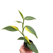 Hand holding a Scindapsus 'Coriaceus' plant with thick, dark green and yellow variegated leaves.