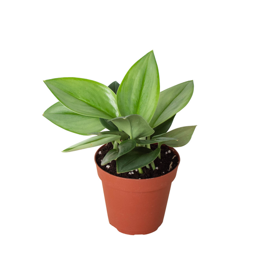 A potted Scindapsus 'Moonlight’ plant with green silvery glossy tear drop shaped leaves in a brown pot.