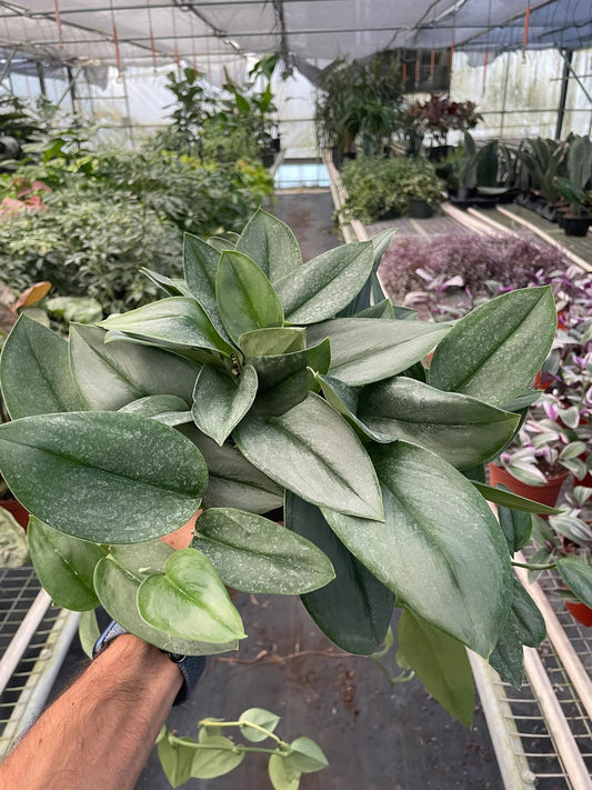 Hand holding a lush compact scindapsus moonlight aroid plant with silvery green tear drop shaped glossy leaves trailing out of a green pot in a greenhouse setting.