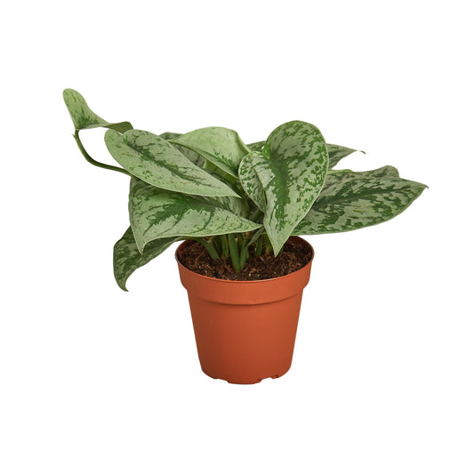 A potted Scindapsus pictus ‘Exotica’ aroid tropical houseplant with large green and silver variegated velvety tear drop shaped leaves in a terracotta-colored plastic pot.