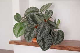 Scindapsus pictus 'Exotica' - 6" Pot