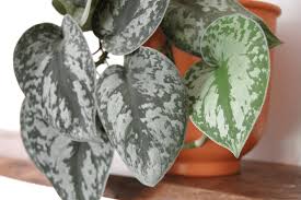 Scindapsus pictus 'Exotica' - 6" Pot