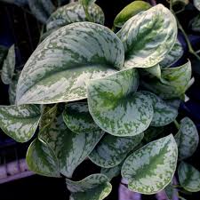 Scindapsus pictus 'Exotica' - 6" Pot