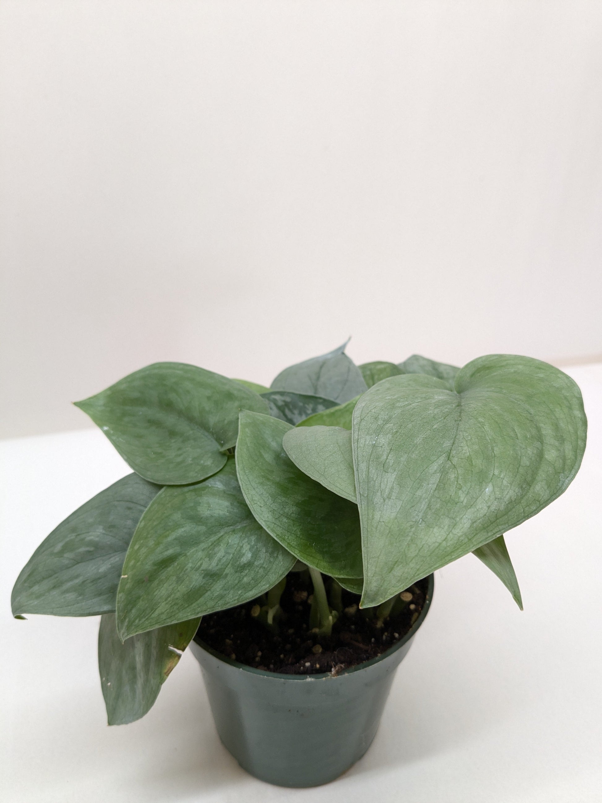Scindapsus Platinum Java plant in a dark green pot, featuring large, heart-shaped silver-frosted leaves.