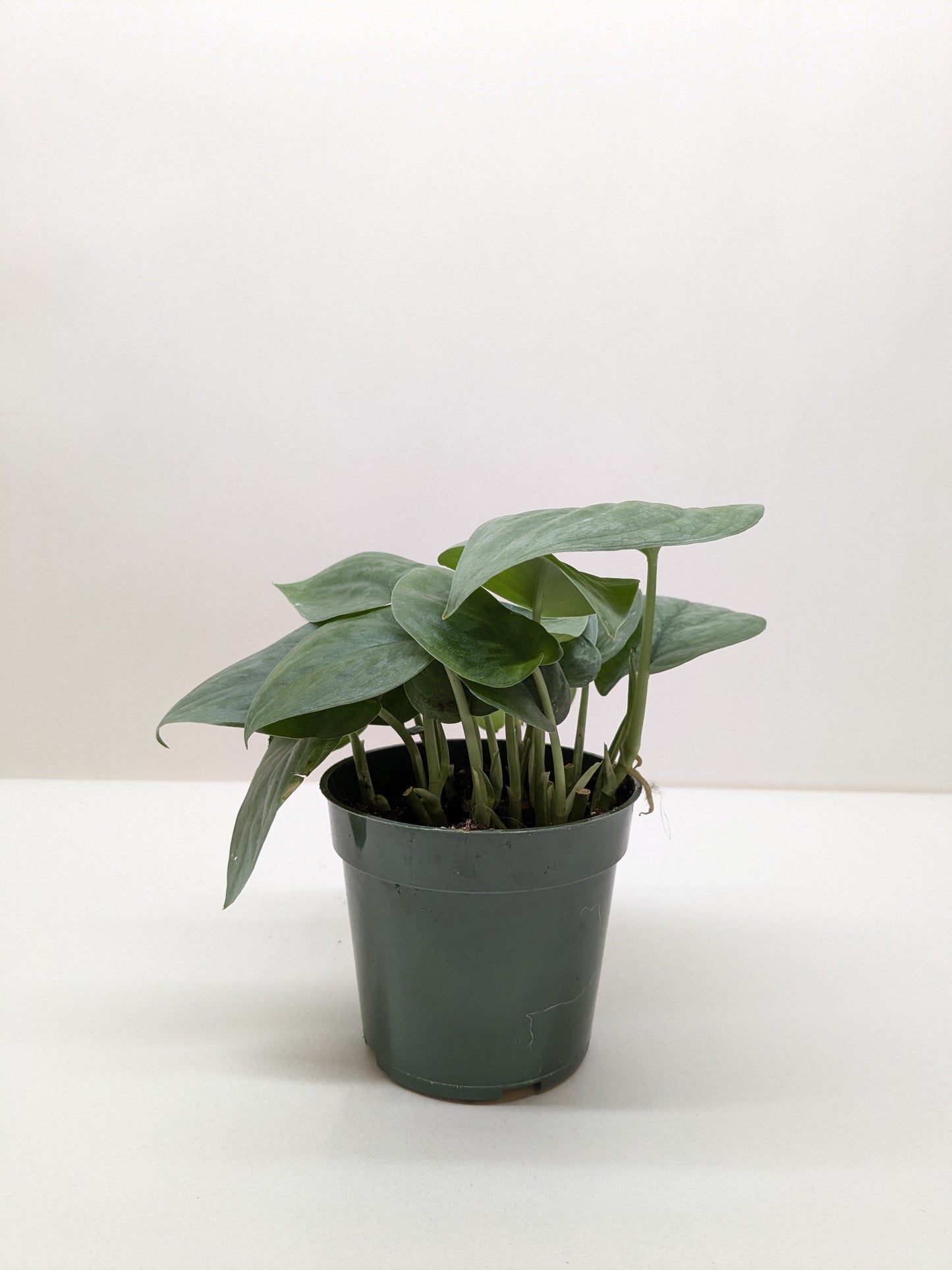 Scindapsus Platinum Java plant in a dark green nursery pot, featuring large, heart-shaped silver-frosted leaves.