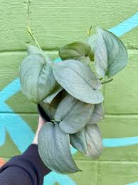 Scindapsus Platinum Java plant with large, heart-shaped silver-frosted leaves against a green wall.