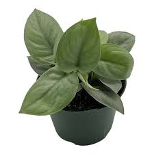 Scindapsus Platinum Java plant in a dark pot, showcasing its large, heart-shaped leaves with silver frost.