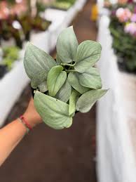 Hand holding a Scindapsus Platinum Java plant with large, silver-frosted heart-shaped leaves.