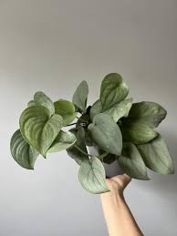 Hand holding a Scindapsus Platinum Java plant with large, heart-shaped silver-frosted leaves.