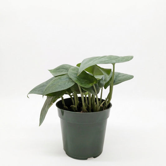Scindapsus Platinum Java plant in a dark green  nursery pot, featuring large, heart-shaped silver-frosted leaves on a white background and white surface.