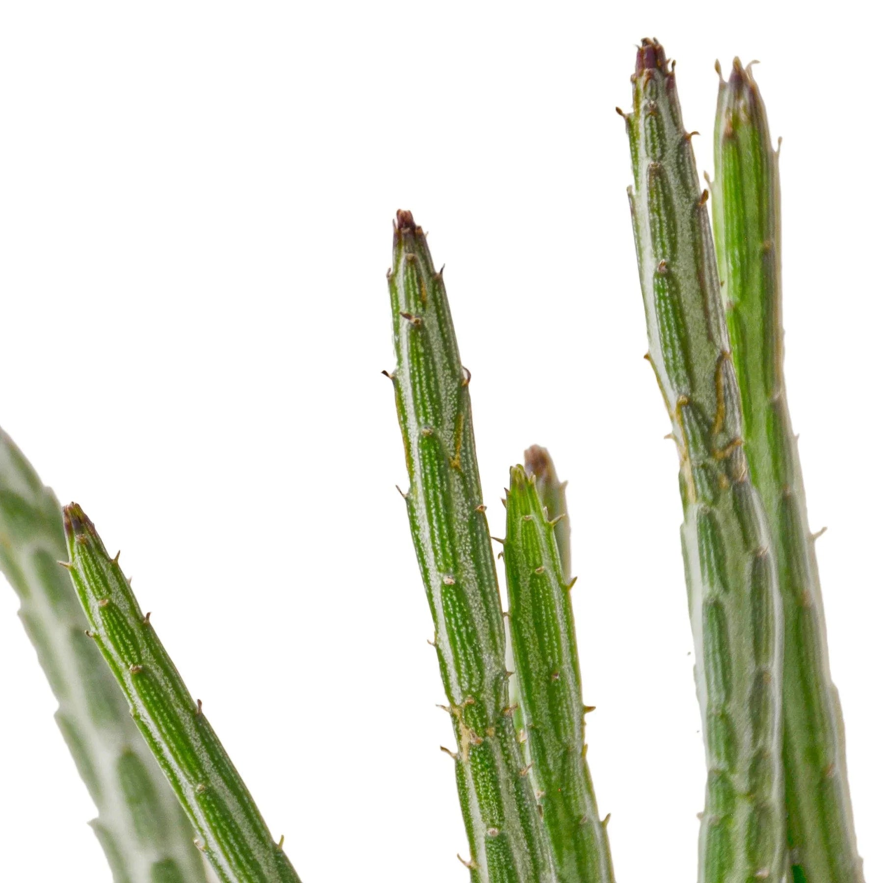 Close-up of a Senecio stapeliiformis Pickle Plant with green, segmented, pencil-like stems and soft spines.