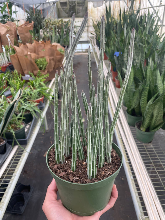 Hand holding a green potted Senecio stapeliiformis Pickle Plant with segmented, pencil-like stems.