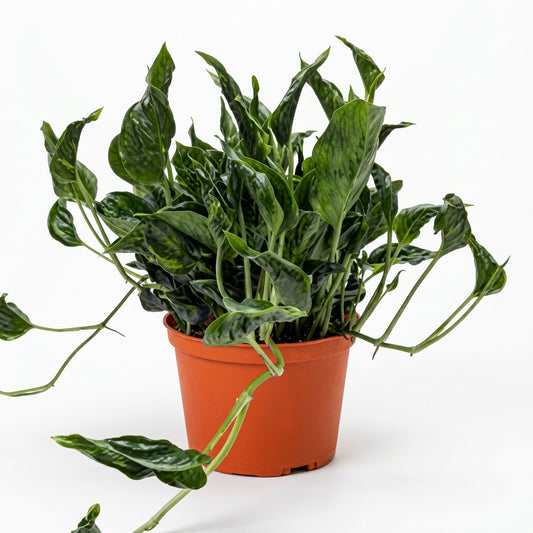 A potted shangri la pothos plant in an orange pot, with dark green  contorted leaves trailing down the pot on a white surface and background.