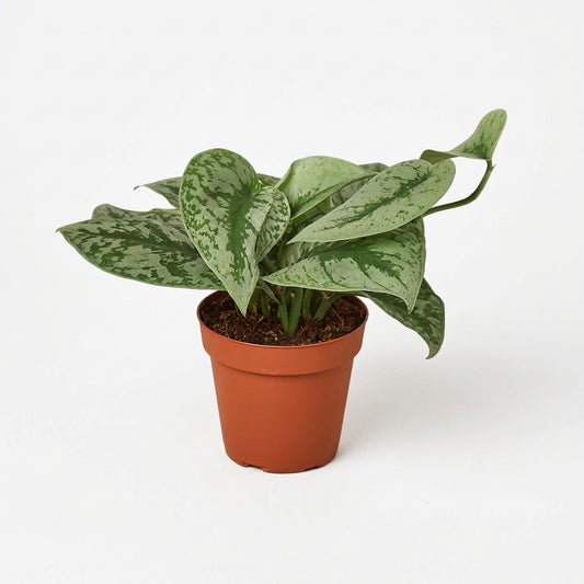 Siilver splash pothos in a brown pot, featuring heart-shaped leaves with silver spots on white solid background and surface.