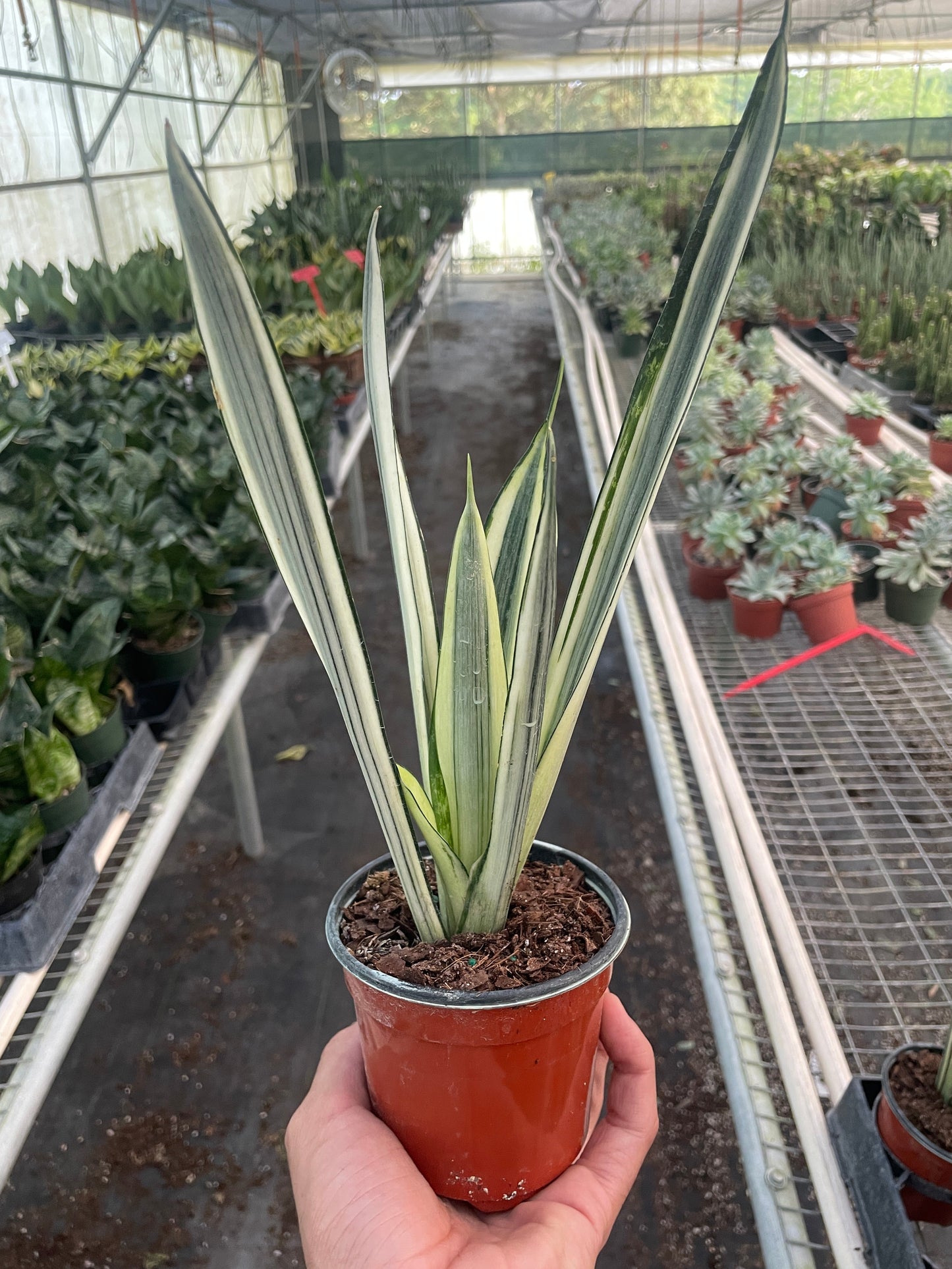Potted snake plant with green striped leaves held in a greenhouse setting