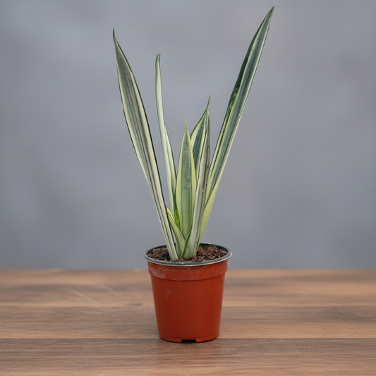 Potted plant with striped leaves on a brown table with grey background