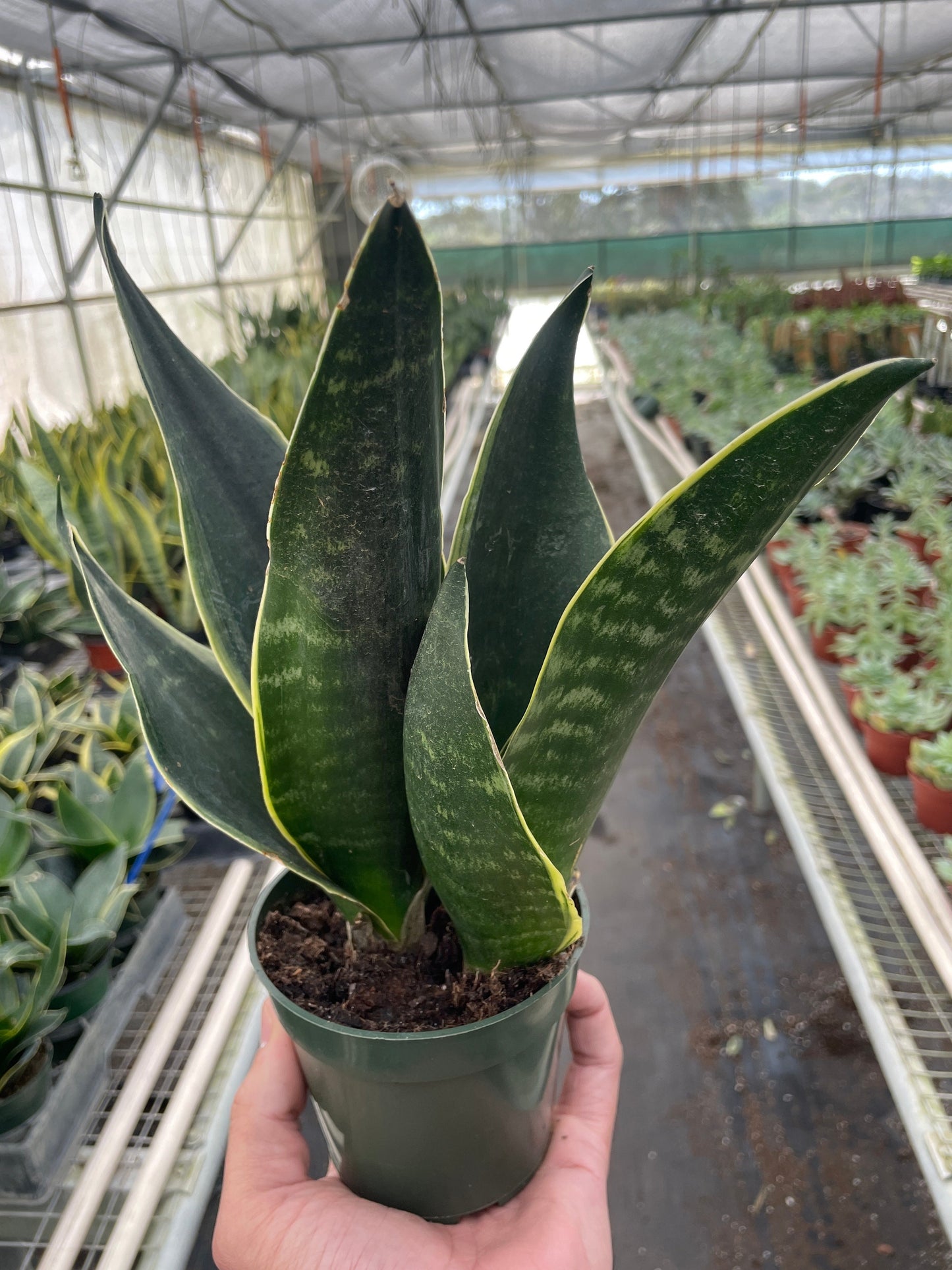 Potted snake plant held in a greenhouse setting
