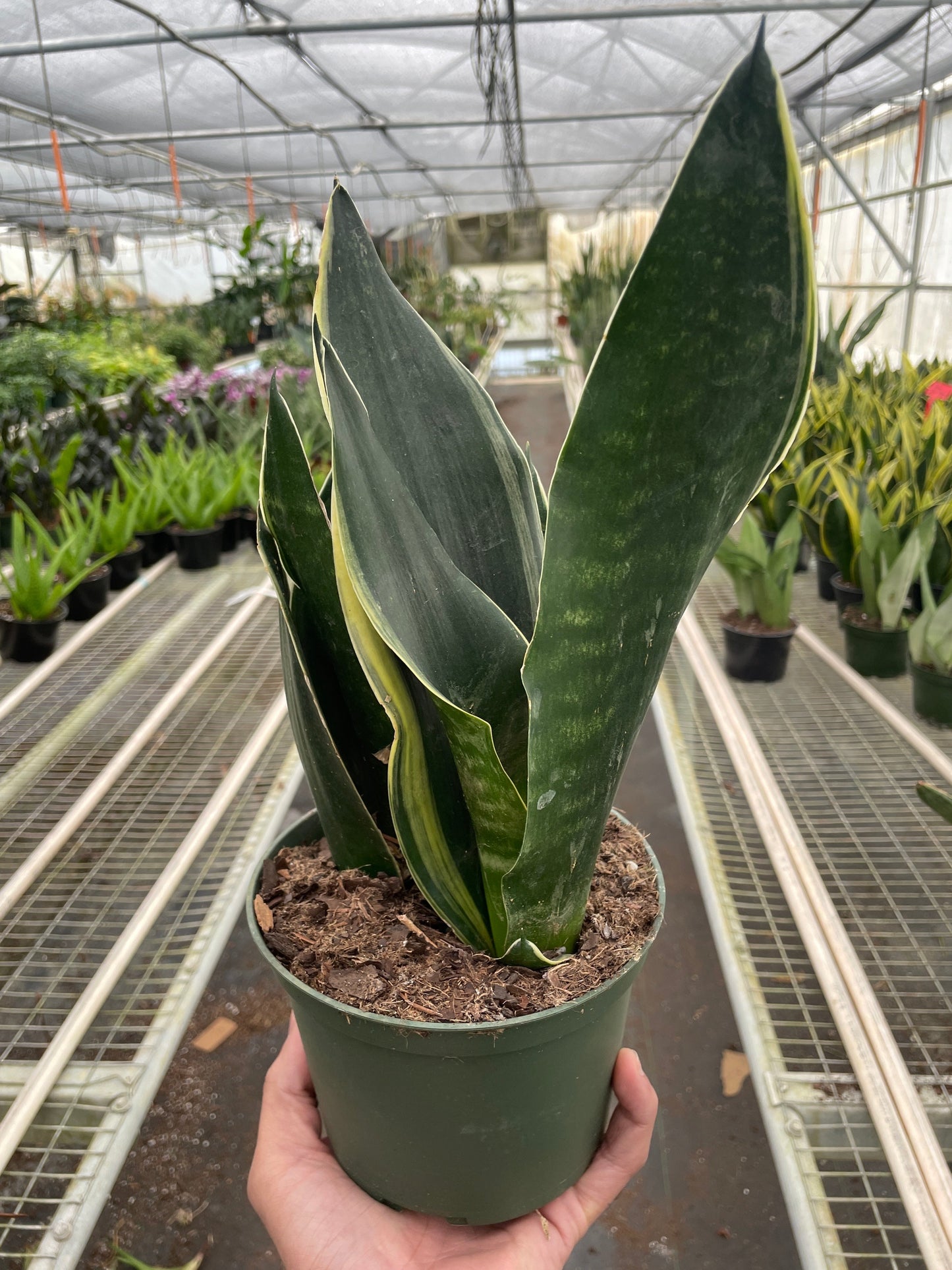 Potted snake plant held in a greenhouse setting