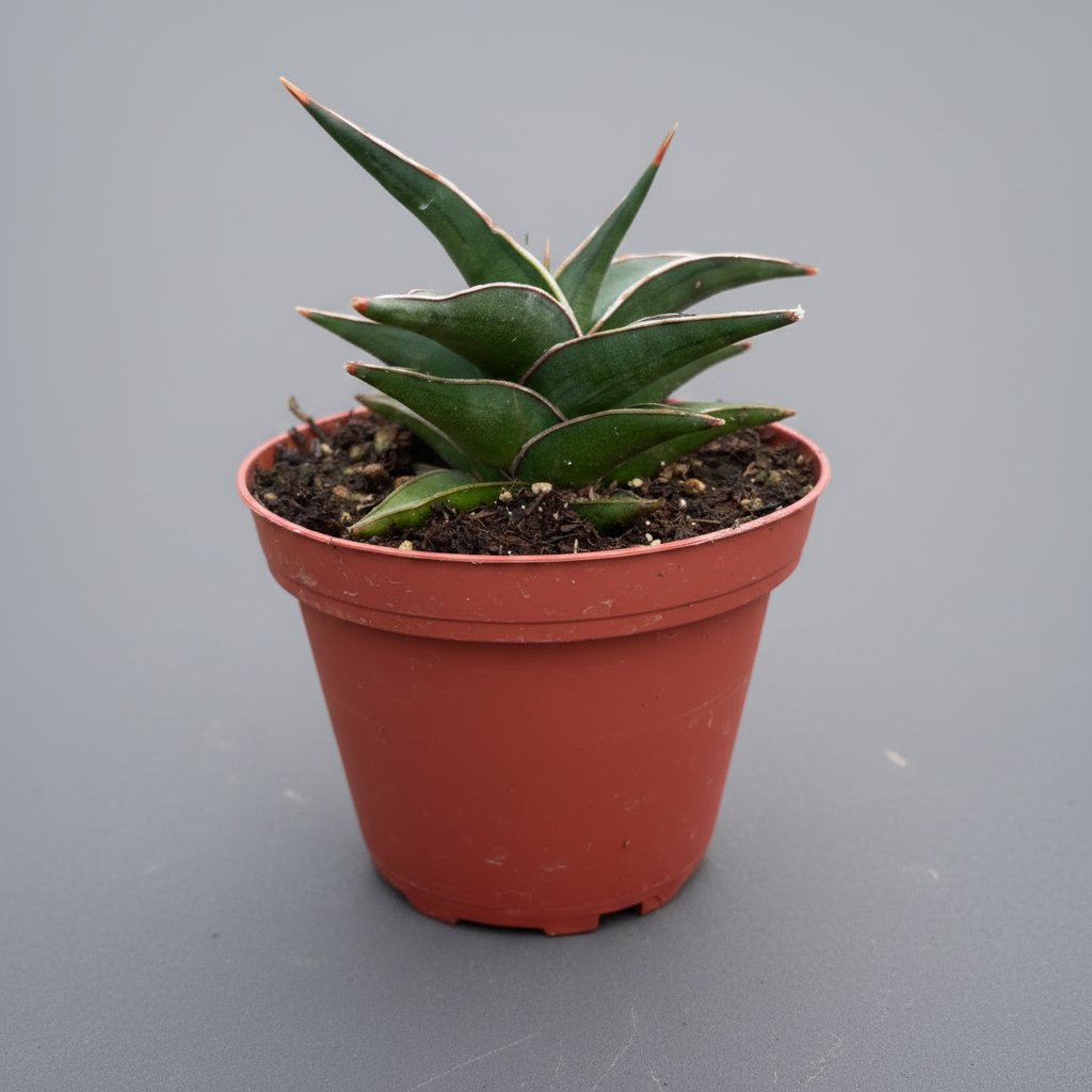 Snake 'Lavranos'