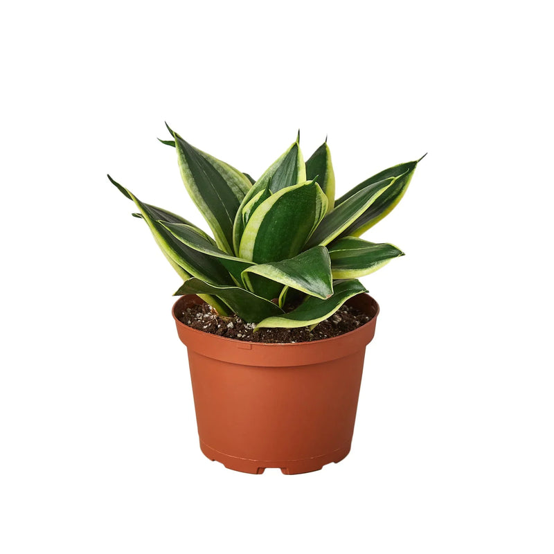 Potted snake plant ‘black gold’ with green leaves with yellow edges in a brown pot on a grey surface with grey background. 