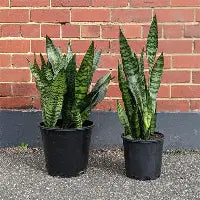 Snake Plant Black Robusta