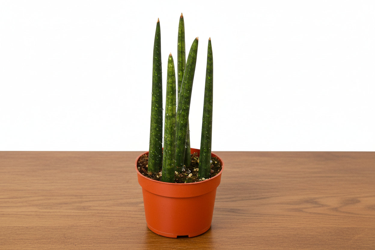 Potted snake plant with green leaves in an orange pot on a white background