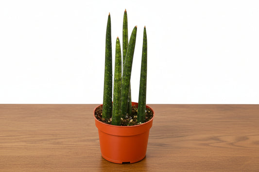 Potted snake plant with green leaves in an orange pot on a white background