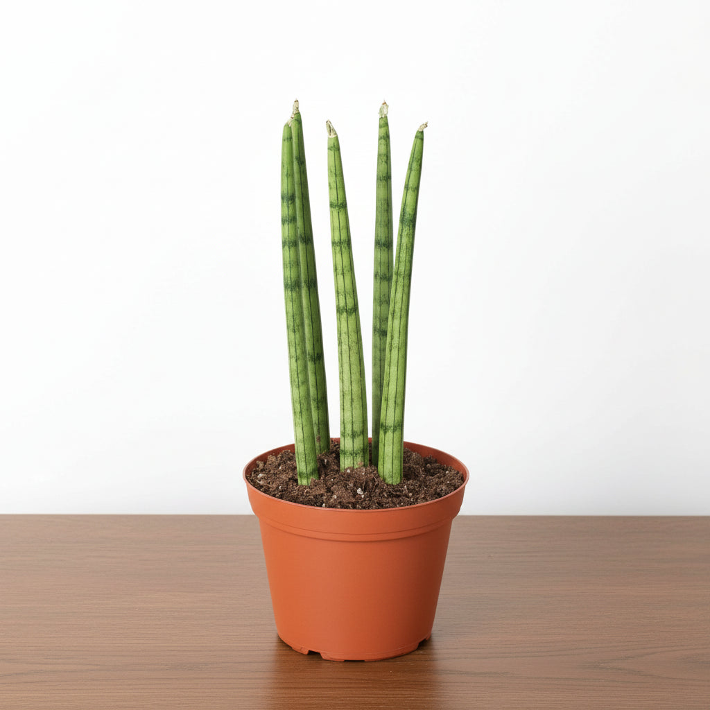 Potted plant with green cylindrical leaves on a white background