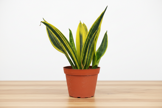 Snake Plant 'Gold Flame' in a brown pot, featuring dark green leaves with bright yellow margins.