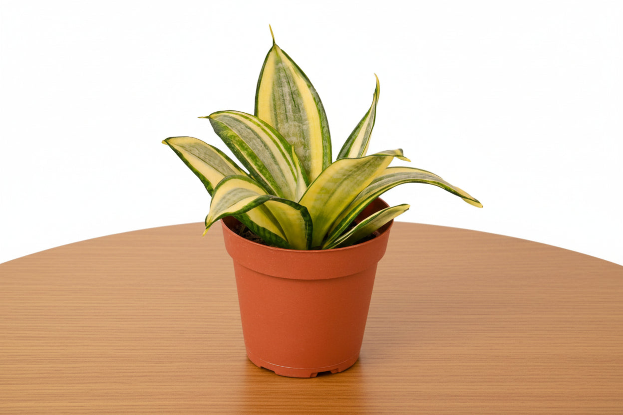 Dwarf Snake Plant Gold Hahnii in a brown pot, featuring yellow leaves with green streaks.