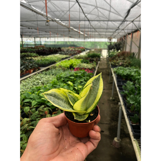 Hand holding a small Dracaena snake plant gold hahnii with small green and yellow striped leaves in a small brown pot in a greenhouse setting.