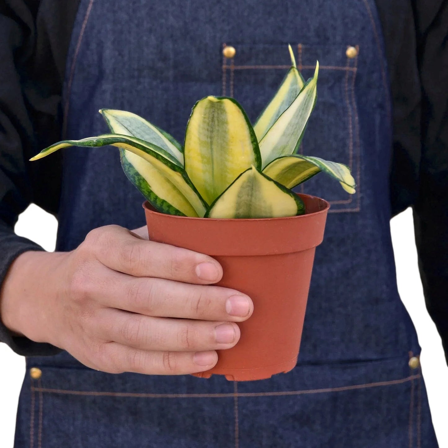 Hand holding a small Snake Plant Gold Hahnii in a brown pot, featuring yellow and green variegated leaves.
