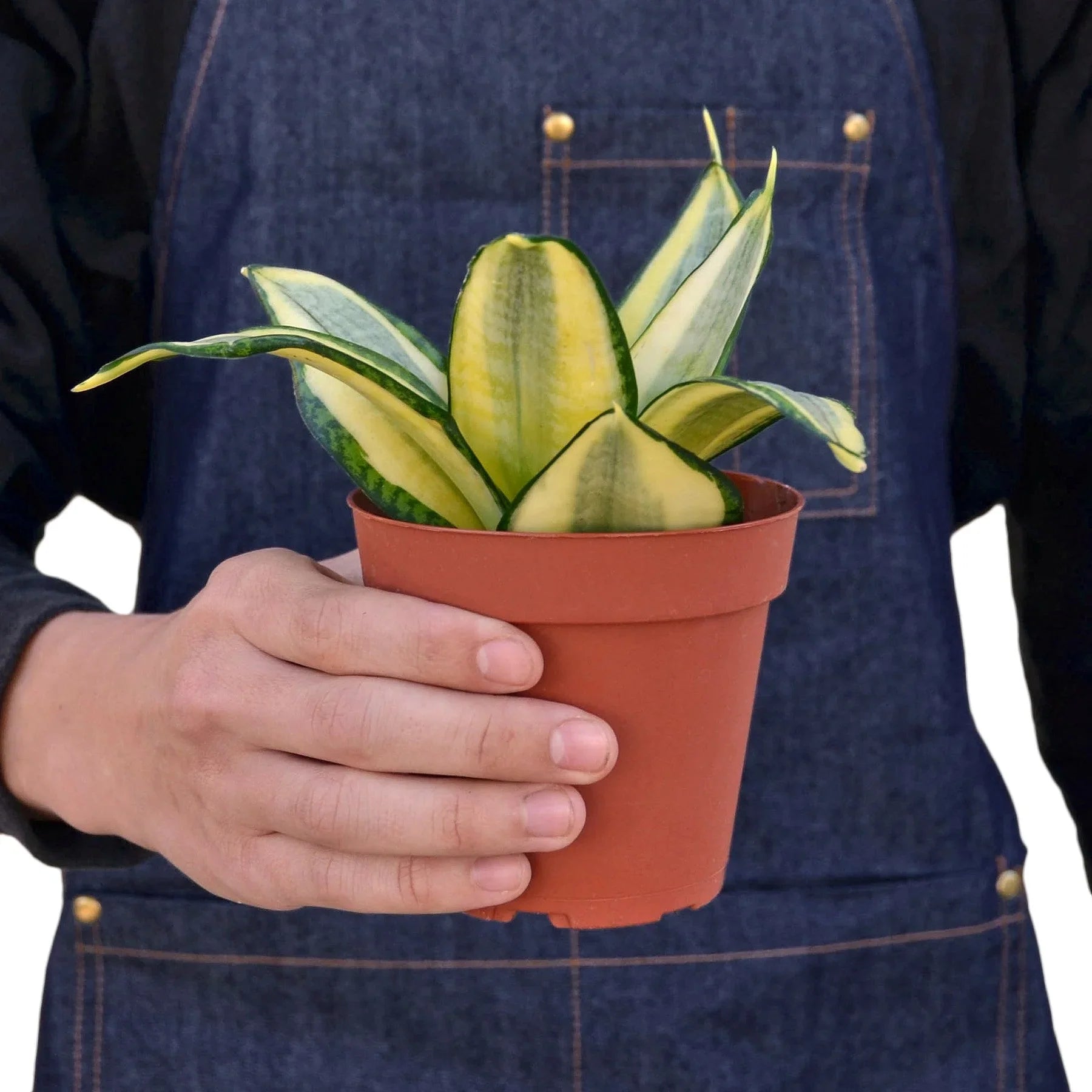 Hand holding a small Snake Plant Gold Hahnii in a brown pot, featuring yellow and green variegated leaves.