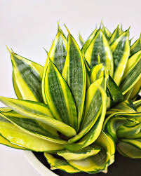 Dwarf Snake Plant Gold Hahnii with vibrant yellow and green variegated leaves in a white pot.
