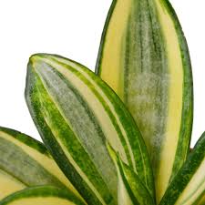 Close-up of a Snake Plant Gold Hahnii with green streaks and outlines on yellow leaves.