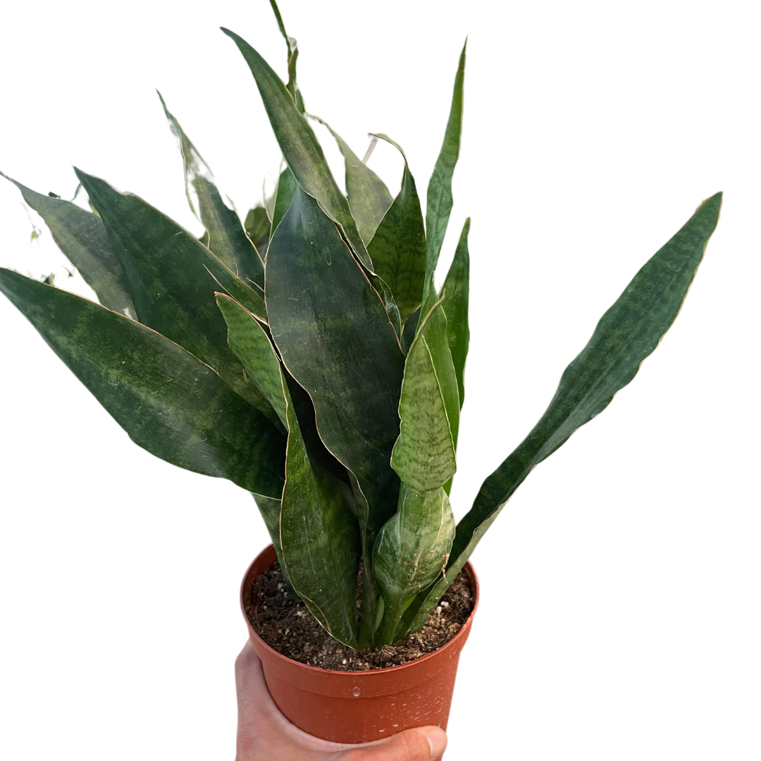 Snake Plant Jaboa